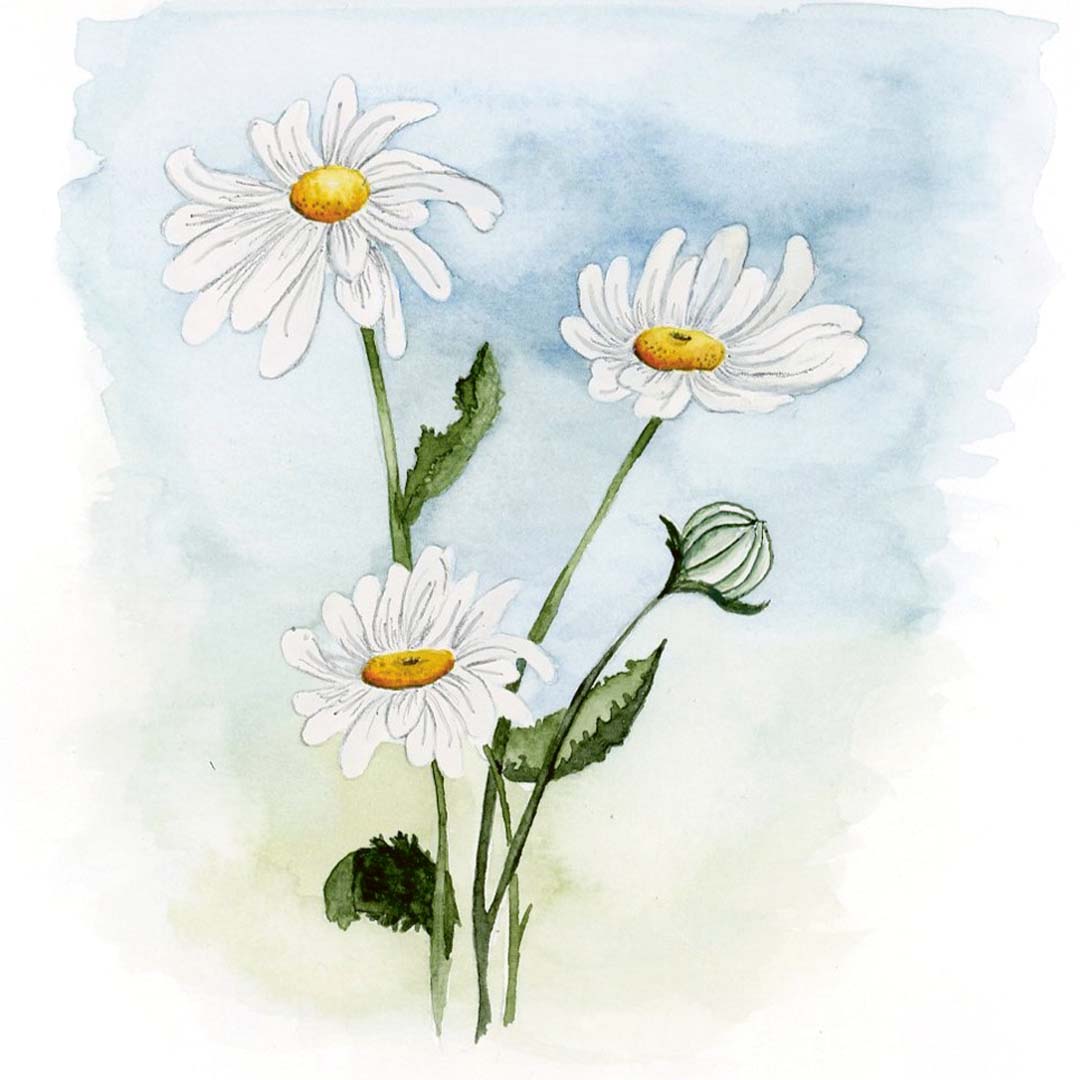 DIY-Anleitung "Gänseblümchen malen" aus dem Buch "Mini Watercolor – Blumen" von Victoria Florentina Wißmann