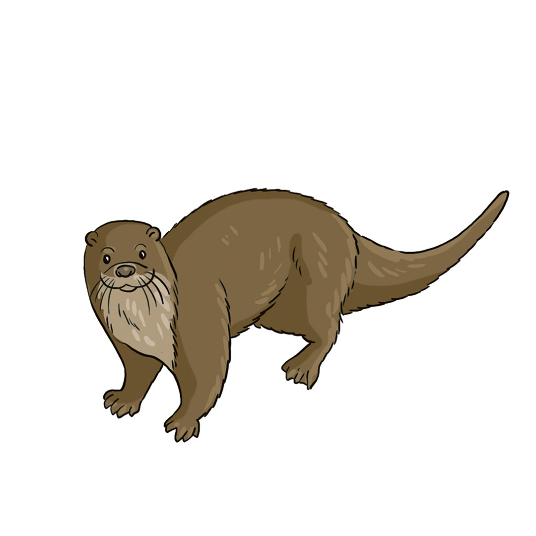 Schritt 8 Anleitung "Otter zeichnen" aus dem Buch "Die ultimative Motiv-Bibliothek – 1000 x Zeichnen" von Lise Herzog