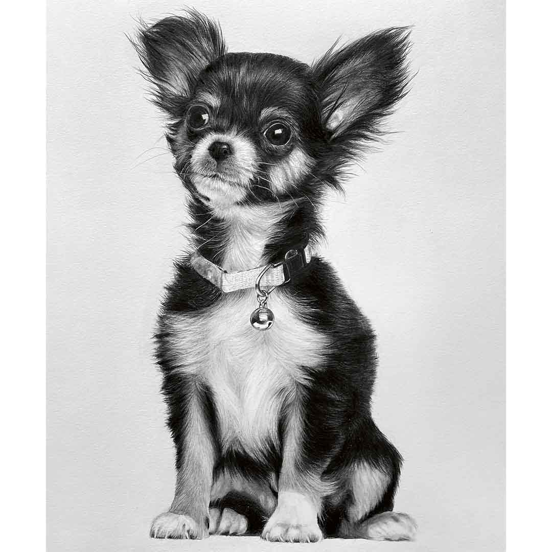 Chihuahua zeichnen Chihuahua zeichnen