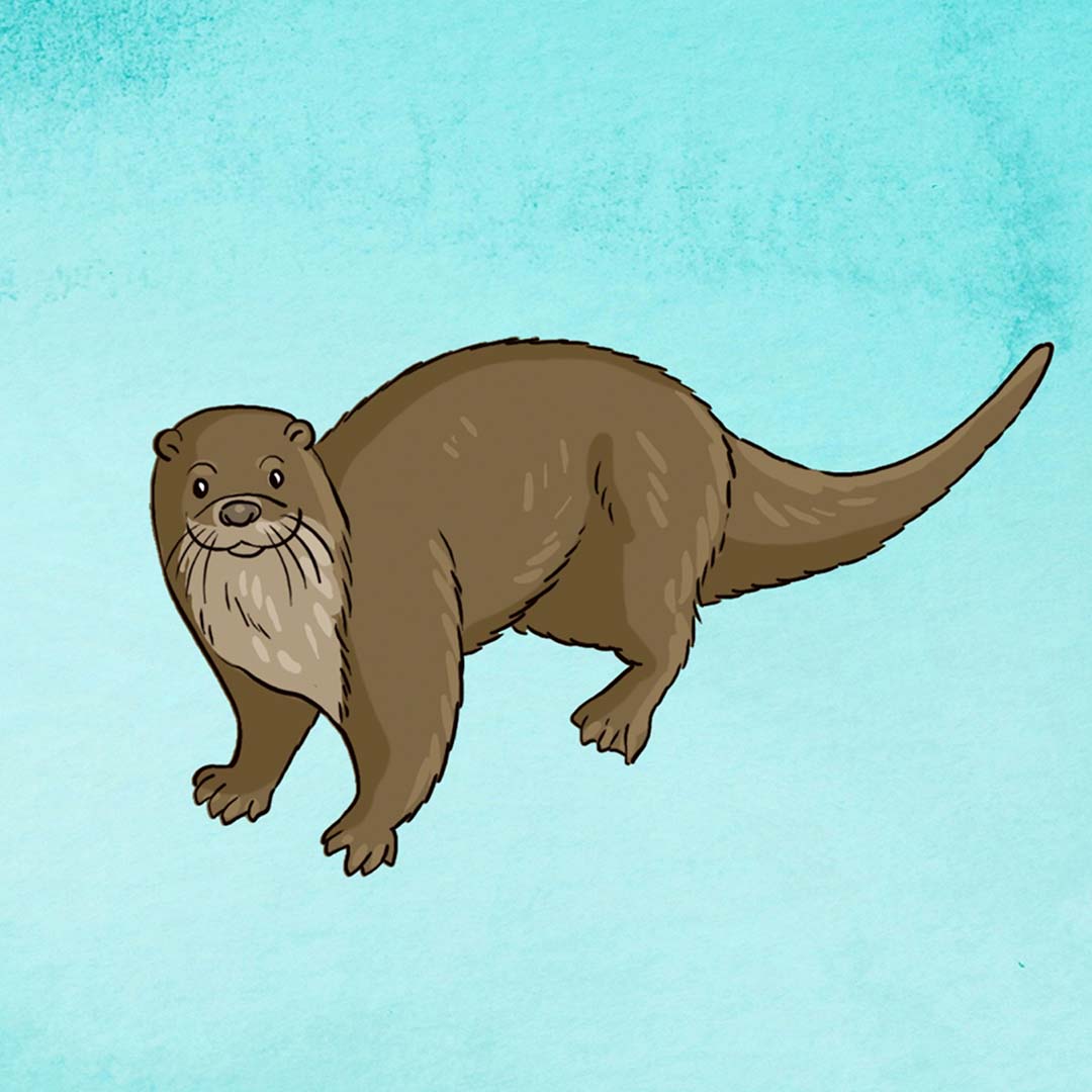 DIY-Anleitung "Otter zeichnen" aus dem Buch "Die ultimative Motiv-Bibliothek – 1000 x Zeichnen" von Lise Herzog