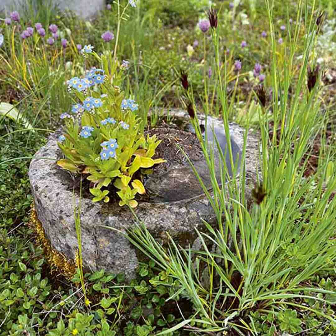 Schritt 4 Anleitung "Miniteich" aus dem Buch "Mein wilder, bunter Garten – Einfach naturnah gärtnern" von Silvia Hardt, auch bekannt als @kleinebaummanufaktur