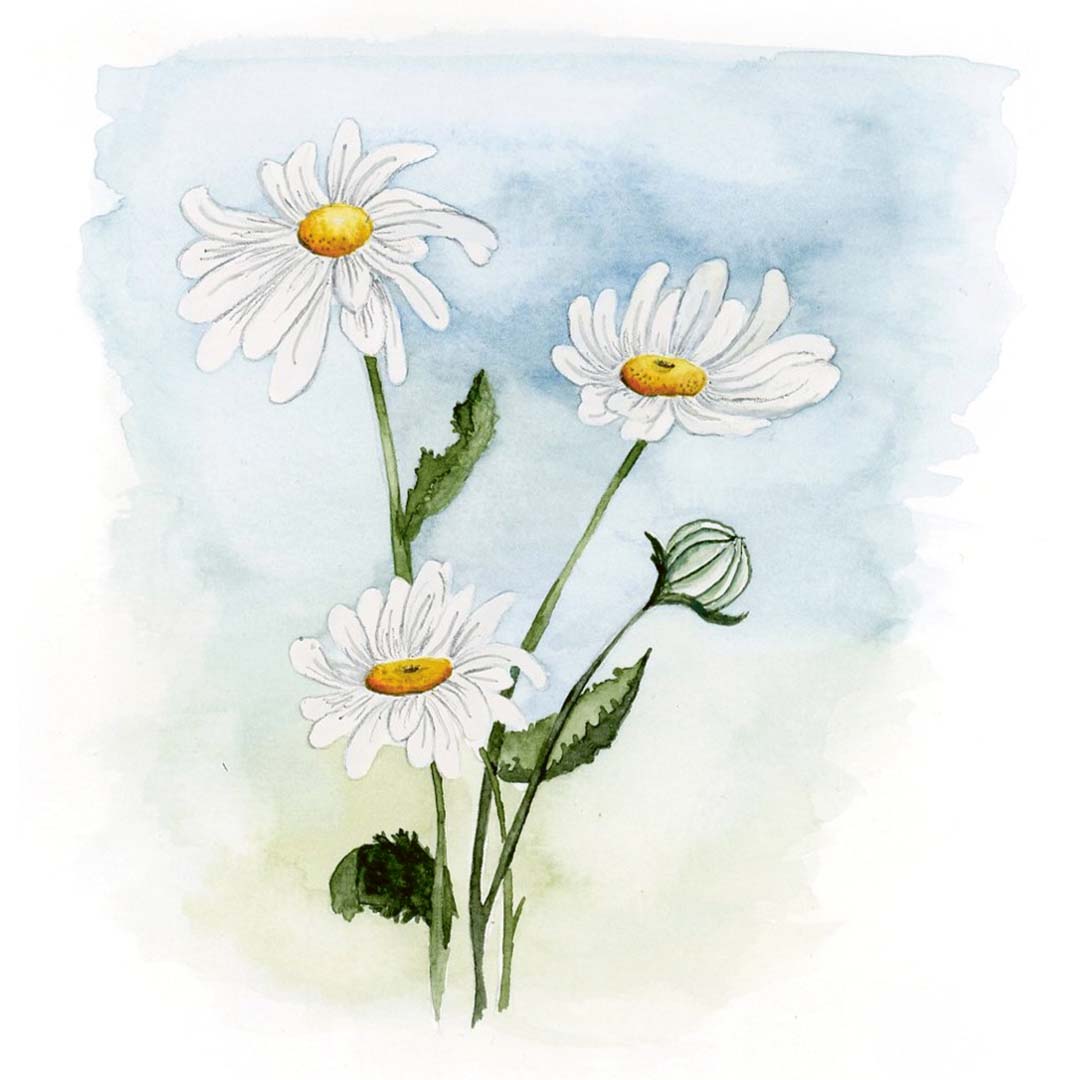 Schritt 5 Anleitung "Gänseblümchen malen" aus dem Buch "Mini Watercolor – Blumen" von Victoria Florentina Wißmann